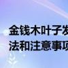 金钱木叶子发黄脱落怎么办（金钱木的养殖方法和注意事项）