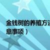 金钱树的养殖方法和注意事项图片（金钱树的养殖方法和注意事项）