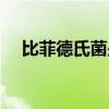 比菲德氏菌是双歧杆菌吗（比菲德氏菌）