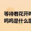 等待着花开呜呜呜是什么歌曲（等待着花开呜呜呜是什么歌）