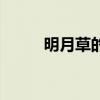 明月草的功效与副作用（明月草）