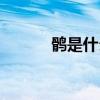 鹘是什么东西（鹘是什么动物）