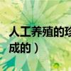 人工养殖的珍珠是怎么形成的（珍珠是怎么形成的）