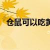 仓鼠可以吃黄瓜吗吗（仓鼠可以吃黄瓜吗）