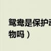 鸳鸯是保护动物吗?可以养吗（鸳鸯是保护动物吗）