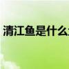 清江鱼是什么鱼图片大全（清江鱼是什么鱼）