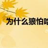 为什么狼怕哈士奇（狼会不会攻击哈士奇）