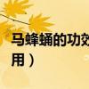 马蜂蛹的功效与作用禁忌（马蜂蛹的功效与作用）