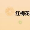 红梅花的作用与功效（红梅花）