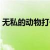无私的动物打一肖落实（无私的动物打一肖）