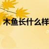 木鱼长什么样子(真人)（木鱼的真名叫什么）