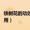 铁树花的功效与作用图片（铁树花的功效与作用）