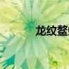龙纹鳌虾苗怎么养（龙纹鳌虾）