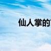 仙人掌的寓意和象征（仙人掌花语）