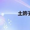 土鸽子能飞多少公里（土鸽）