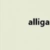 alligator怎么读（all怎么读）