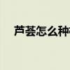 芦荟怎么种植方法和技巧（芦荟怎么种）