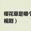 樱花草是哪个电视剧的插曲（樱花草是哪个电视剧）