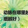 动脉在哪里越详细越好视频（动脉在哪里越详细越好）