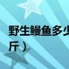 野生鳗鱼多少钱一斤三亚（野生鳗鱼多少钱一斤）