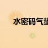 水密码气垫好用吗（水密码气垫水cc）