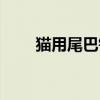 猫用尾巴钓鱼游戏（猫用尾巴钓鱼）