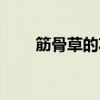 筋骨草的功效与作用图片（筋骨草）