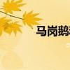马岗鹅和黑棕鹅区别（马岗鹅）