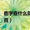 鹿字查什么部首查一查记一记（鹿字查什么部首）