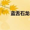 蓝舌石龙子肺炎症状（蓝舌石龙子）