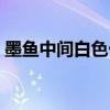 墨鱼中间白色骨怎么吃(墨鱼骨头能炖汤吗) 墨鱼中间白色骨怎么吃(墨鱼骨头能炖汤吗)