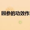 园参的功效作用与主治（园参的功效与作用）