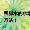 鸭脚木的水培方法和注意事项（鸭脚木的水培方法）