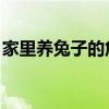 家里养兔子的危害 咳嗽（家里养兔子的危害）