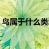 鸟属于什么类动物分类（鸟属于什么类动物）