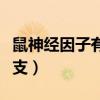 鼠神经因子有副作用吗（鼠神经因子多少钱一支）