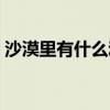 沙漠里有什么动物图片（沙漠里有什么动物）