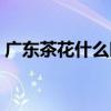 广东茶花什么时候开花（茶花什么时候开花）