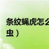 条纹蝇虎怎么分辨公母（条纹蝇虎为什么是害虫）