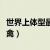 世界上体型最大飞禽排名（世界上体型最大飞禽）