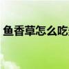 鱼香草怎么吃多少钱一斤（鱼香草有没有毒）