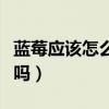 蓝莓应该怎么吃剥不剥皮（蓝莓怎么吃用扒皮吗）