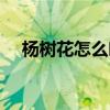 杨树花怎么吃效果最好（杨树花怎么吃）
