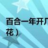 百合一年开几次花花期多久（百合一年开几次花）