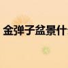 金弹子盆景什么价（金弹子盆景一般多少钱）
