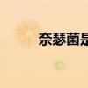 奈瑟菌是革兰氏阳性菌吗（奈瑟）
