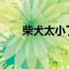 柴犬太小了（6000元柴犬变小土狗）