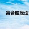 富合胶原蛋白的食物（胶原蛋白的食物）