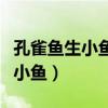 孔雀鱼生小鱼时候正确的处理方法（孔雀鱼生小鱼）