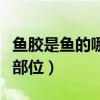 鱼胶是鱼的哪个部位制成的（鱼胶是鱼的哪个部位）